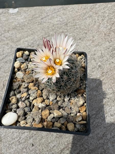 Gymnocactus saueri verduzcoi